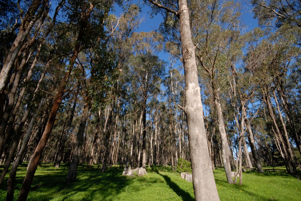 Ludlow Tuart Forest - Your Margaret River Region