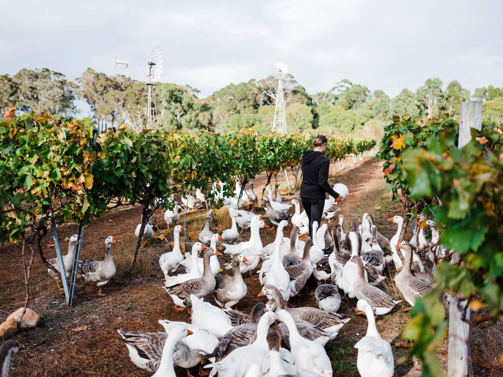 Burnside Organic Farm Your Margaret River Region
